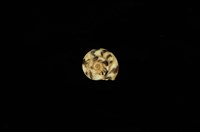 藏品(彩虹䗉螺)的圖片